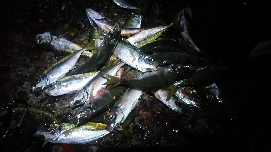 秋深まってアジ サイズアップに蛍光球が効果あり １１月 外房でシマアジ ヒラメ釣りのじぇみないブログ