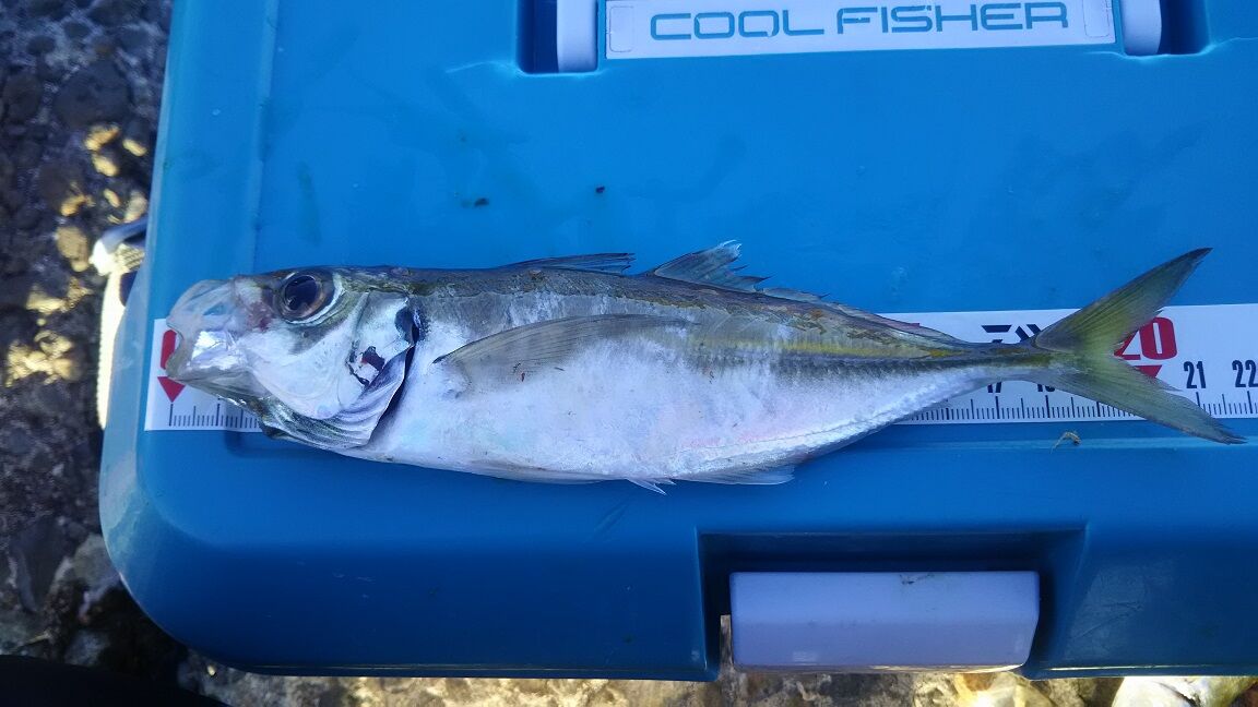 １２月 外房 泳がせ好調 アジでヒラメを釣る 外房でシマアジ ヒラメ釣りのじぇみないブログ