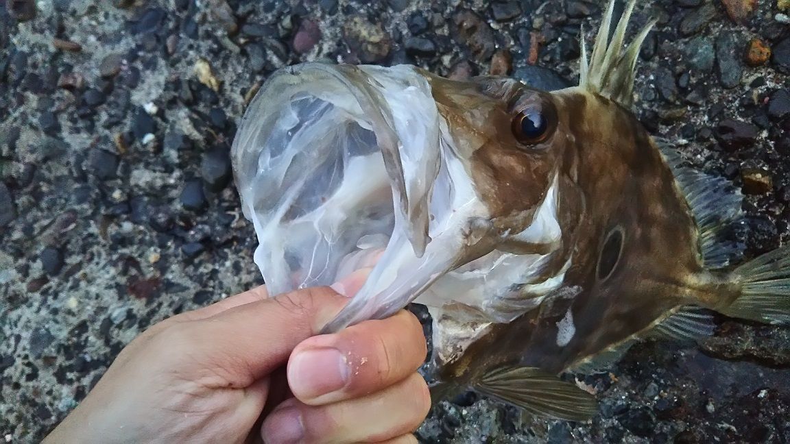 ３月 外房釣り アジ６４匹に波止 堤防から高級魚マトウダイ 馬頭鯛 的鯛 まで 外房でシマアジ ヒラメ釣りのじぇみないブログ