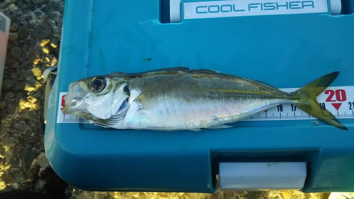 １２月 外房 泳がせ好調 アジでヒラメを釣る 外房でシマアジ ヒラメ釣りのじぇみないブログ