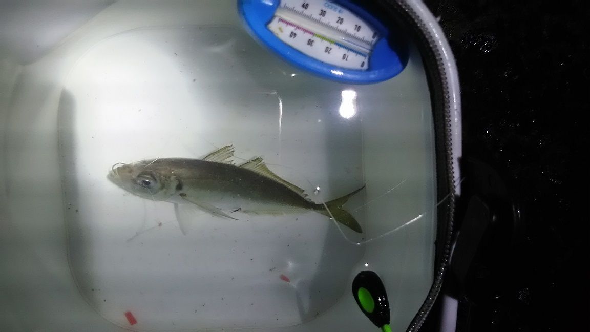 4月 外房釣り アジはとうとう1桁の貧果の中 久しぶりのヒラメ登場 外房でシマアジ ヒラメ釣りのじぇみないブログ 4月 外房釣り アジはとうとう1桁の貧果の中 久しぶりのヒラメ登場 外房でシマアジ ヒラメ釣りのじぇみないブログ