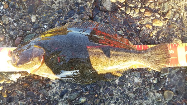 真空パックで2週間熟成のヒラメを喰らう 外房でシマアジ ヒラメ釣りのじぇみないブログ 真空パックで2週間熟成のヒラメを喰らう 外房でシマアジ ヒラメ釣りのじぇみないブログ