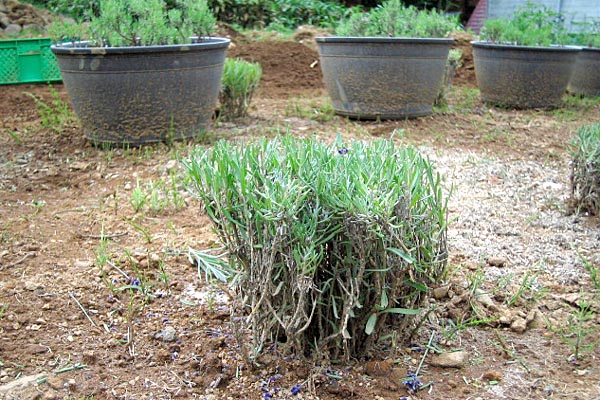 ラベンダー開花 花後の剪定 菅平高原 峰の原高原 ペンションgen1518 便り