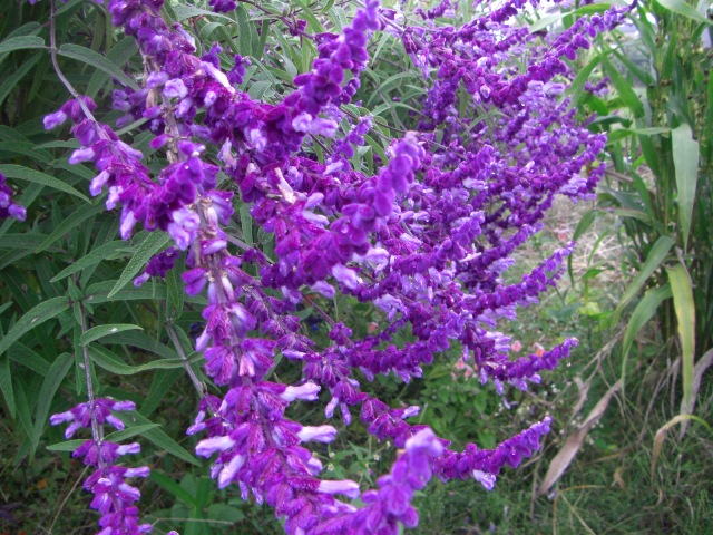 青紫と紺色の花 源 爺 ちゃんの家庭菜園 園芸 散歩の日記 青紫と紺色の花 源 爺 ちゃんの家庭菜園 園芸 散歩の日記