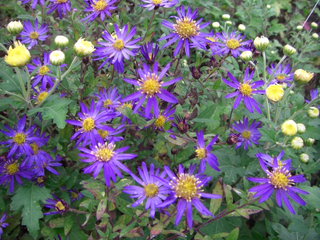 青紫と紺色の花 源 爺 ちゃんの家庭菜園 園芸 散歩の日記