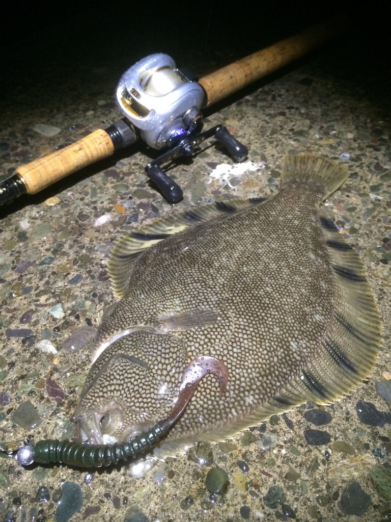 高級魚を狙う ロックスノーフィッシュ G H F