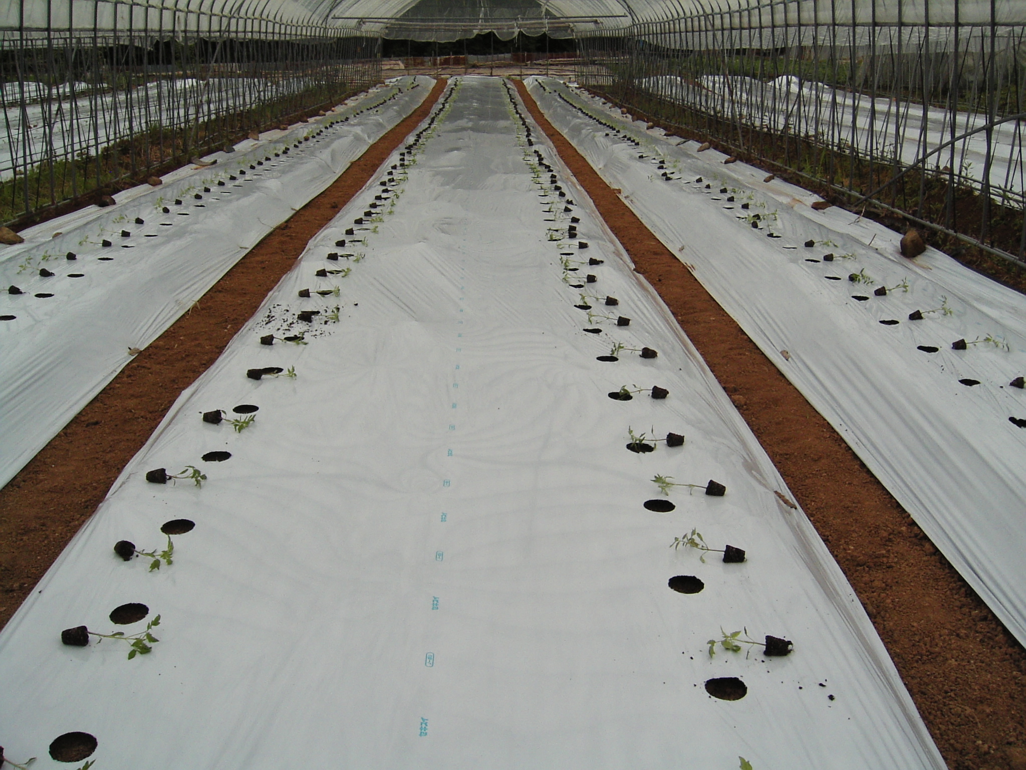 接ぎ木トマトとマルチ トマト 農業日記 Traceability