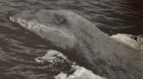 ogopogo