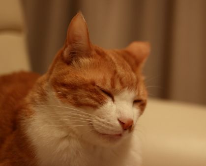 動物の睡眠時間 ベスト２１ 源氏 Genji