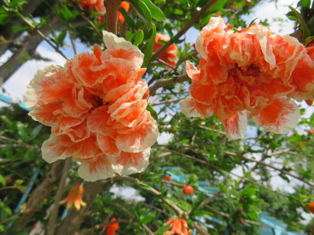 花柘榴 鉄砲百合 カンナ 黄花鋸草 皿ケ峰桔梗 アリウム丹頂 源じいちゃんの家庭菜園 園芸 散歩の日記