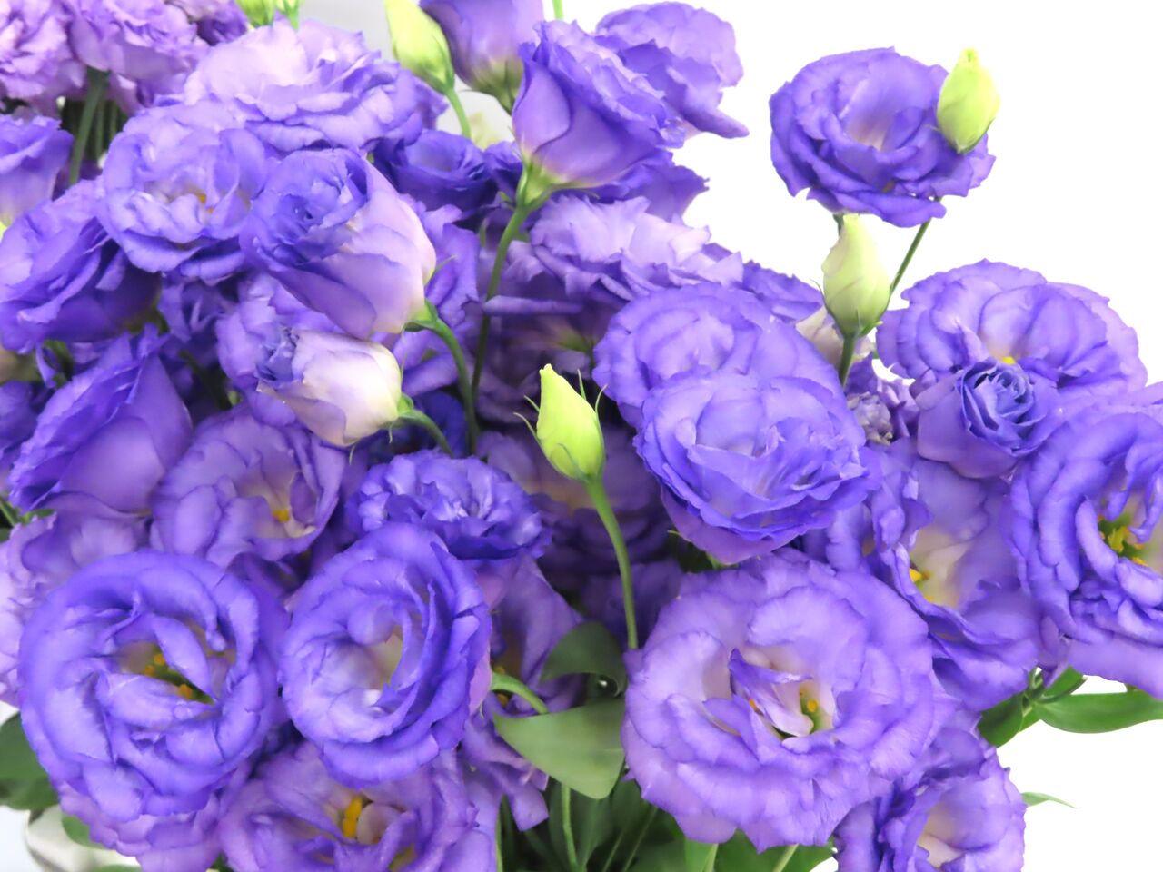 トルコ桔梗、薔薇 : 源じいちゃんの家庭菜園、園芸、散歩の日記