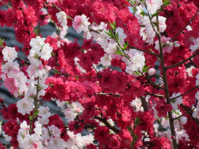 桜 花桃 源平桃 枝垂れ桜 花海棠 椿 源じいちゃんの家庭菜園 園芸 散歩の日記