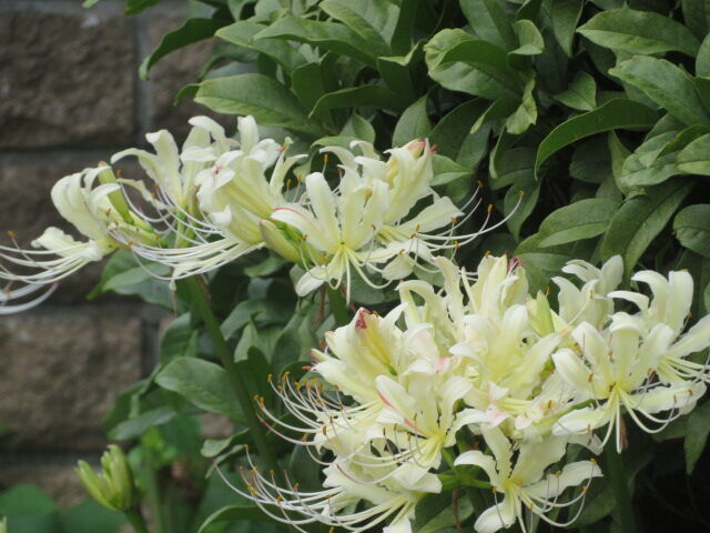 彼岸花 狐の剃刀 浜木綿 ダリア 丸葉縷紅草 豆朝顔 キュウリ 源じいちゃんの家庭菜園 園芸 散歩の日記