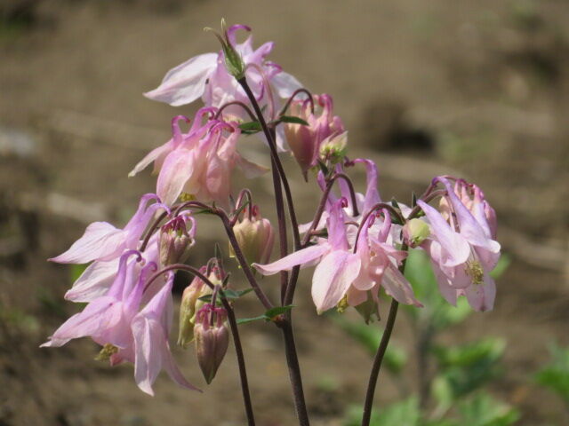西洋苧環 木香薔薇 花水木 ポピー 薔薇 ライラック 他 源じいちゃんの家庭菜園 園芸 散歩の日記