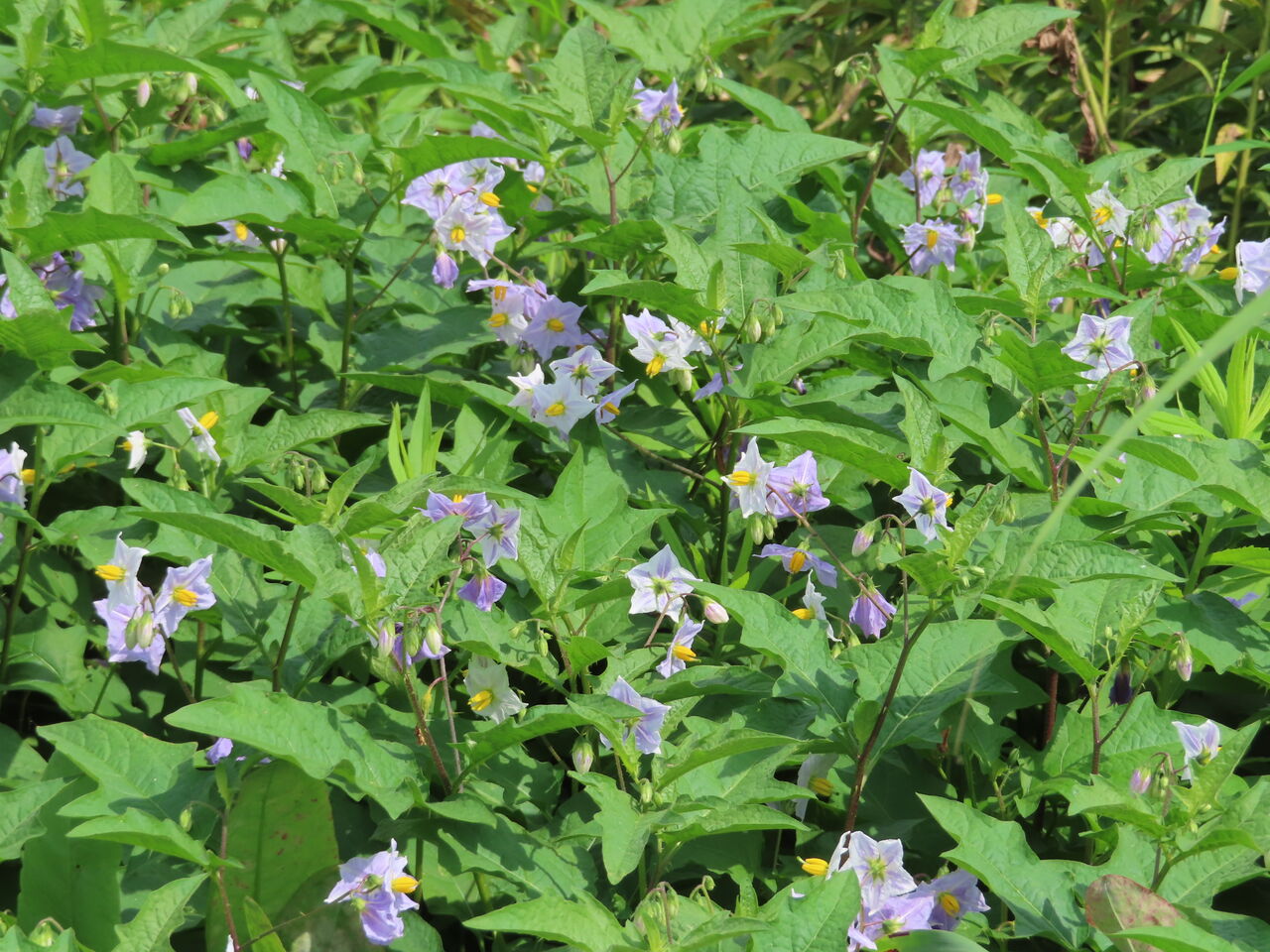 悪茄子 石榴 黄蜀葵 水引 虎杖 ブラシノキ 筮萩 源じいちゃんの家庭菜園 園芸 散歩の日記 悪茄子 石榴 黄蜀葵 水引 虎杖 ブラシノキ 筮萩 源じいちゃんの家庭菜園 園芸 散歩の日記