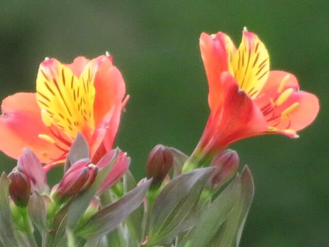 芋片喰 白花桜蓼 アルストロメリア アメリカフヨウ 千日紅 ジニア 花菖蒲 ルドベキア ゴーヤ キュウリ オクラ トウモロコシ 源じいちゃんの家庭菜園 園芸 散歩の日記
