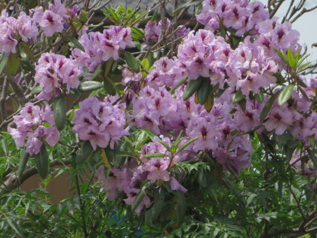 西洋石楠花 牡丹 ケムリノキ 芍薬 薔薇 源じいちゃんの家庭菜園 園芸 散歩の日記