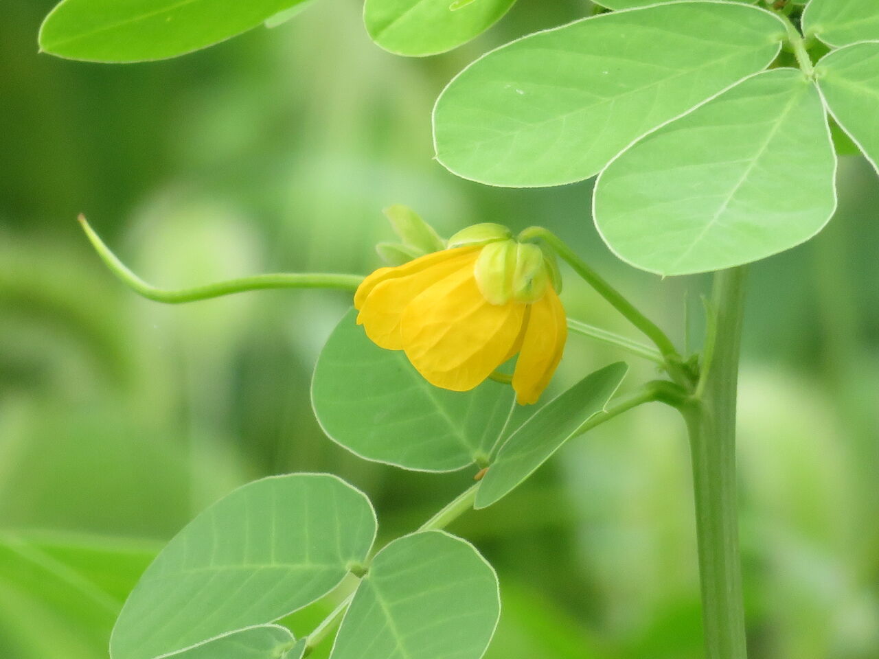 オキザリス ボーウィー アジアンハイビスカス 熨斗蘭 権萃 夷草 羽毛鶏頭 莔麻 彼岸花 ゴーヤ ナス ピーマン オクラ 源じいちゃんの家庭菜園 園芸 散歩の日記
