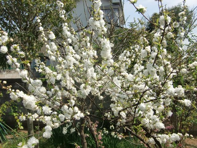庭桜 ニワザクラ 源じいちゃんの家庭菜園 園芸 散歩の日記