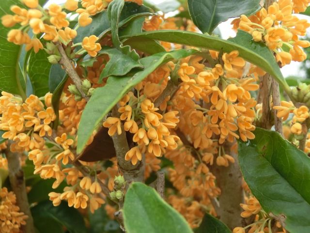 源じいちゃんの家庭菜園 園芸 散歩の日記 今日の金木犀 キンモクセイ 源じいちゃんの家庭菜園 園芸 散歩の日記 今日の金木犀 キンモクセイ
