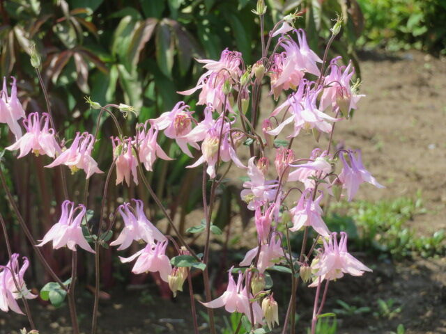 西洋苧環 木香薔薇 花水木 ポピー 薔薇 ライラック 他 源じいちゃんの家庭菜園 園芸 散歩の日記