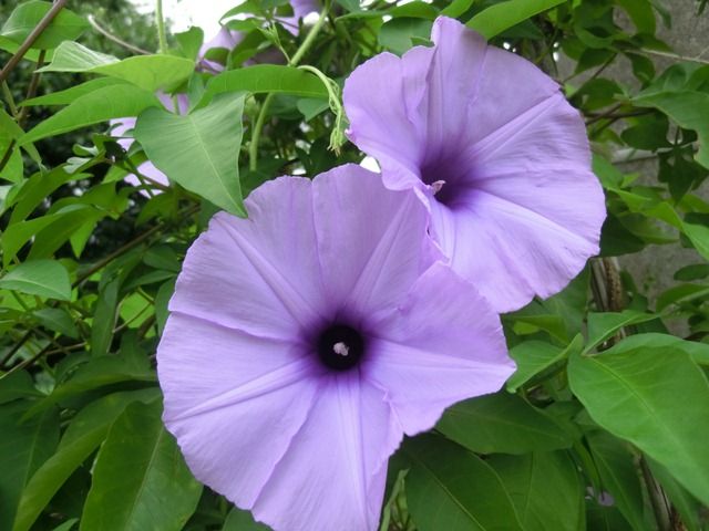 五枚葉の朝顔 源じいちゃんの家庭菜園 園芸 散歩の日記