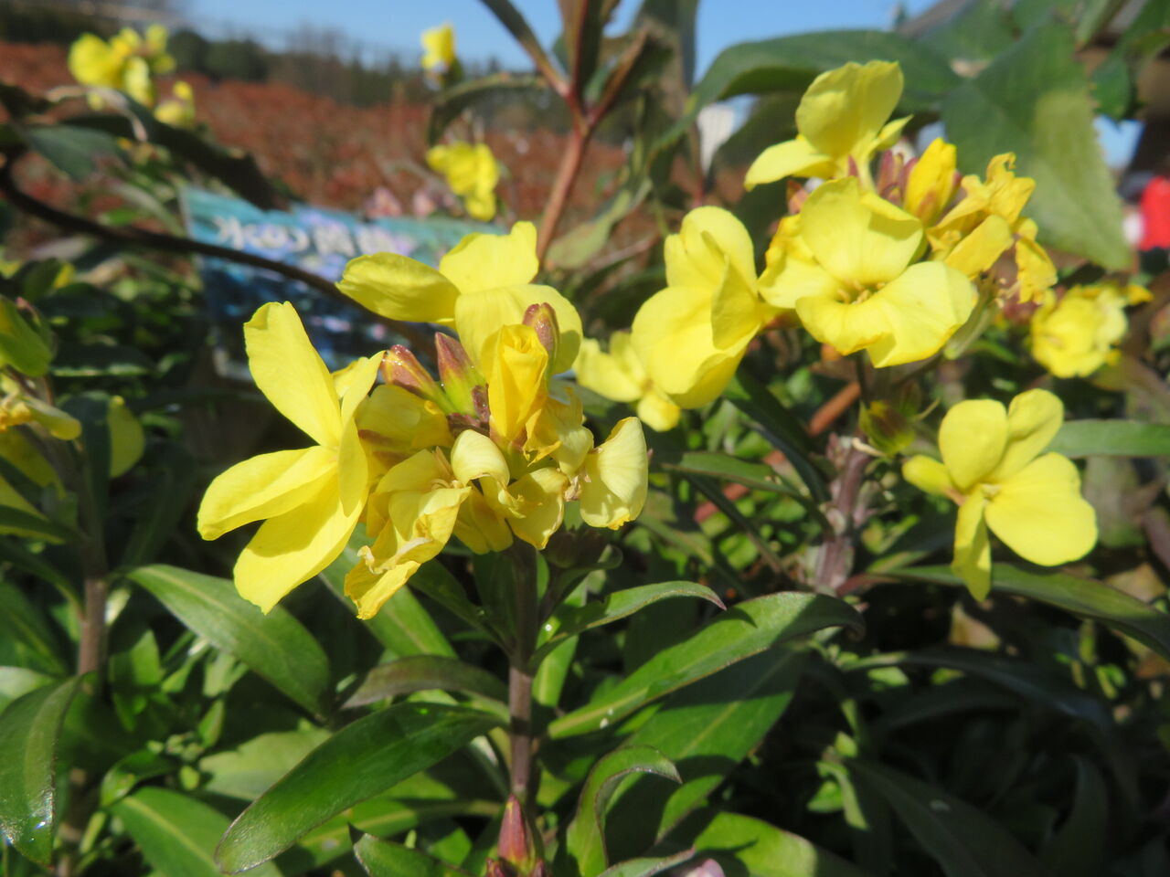 チェイランサス 金盞花 四川常盤柿 ストック チューリップ チンゲンサイ 源じいちゃんの家庭菜園 園芸 散歩の日記