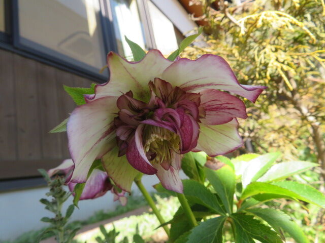 クリスマスローズ 原種チューリップ ストック 三椏 梅 ミモザ 枝垂れ梅 源じいちゃんの家庭菜園 園芸 散歩の日記