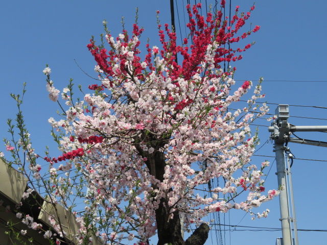 桜 花桃 源平桃 枝垂れ桜 花海棠 椿 源じいちゃんの家庭菜園 園芸 散歩の日記 桜 花桃 源平桃 枝垂れ桜 花海棠 椿 源じいちゃんの家庭菜園 園芸 散歩の日記