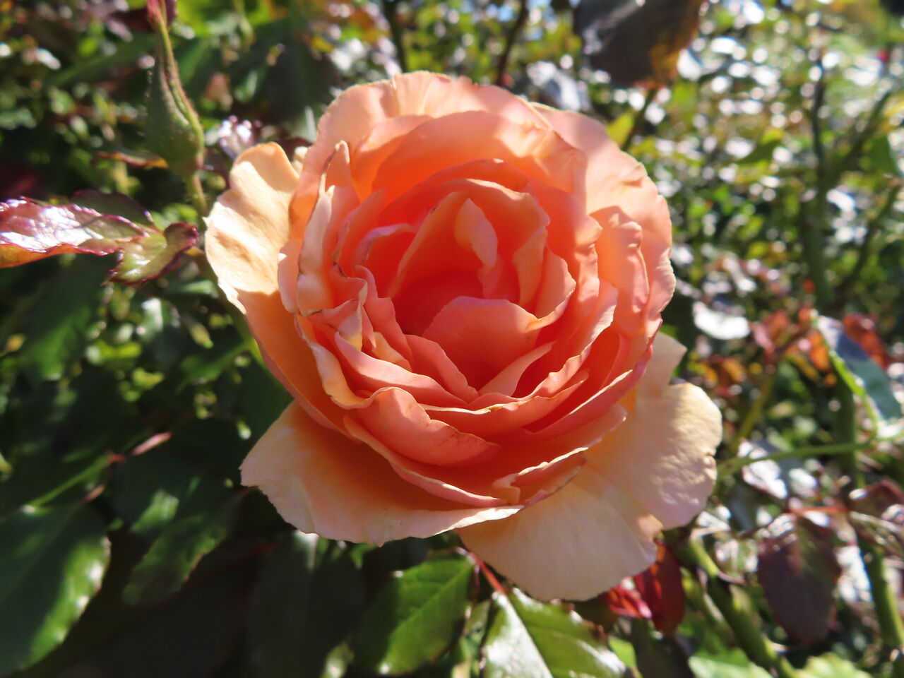 フレグランド アプリコット バニラ パフューム ケニン ベアトリックス G D ルイーズ ゴルデルゼ 夢 菊 源じいちゃんの家庭菜園 園芸 散歩の日記