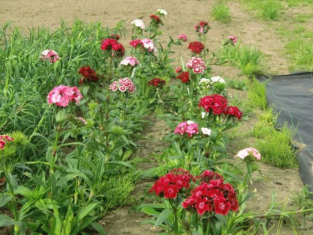 美女撫子 ビジョナデシコ 源じいちゃんの家庭菜園 園芸 散歩の日記