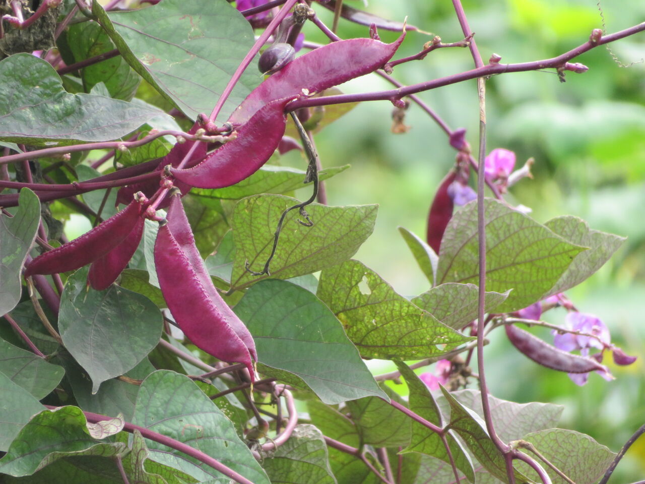 ドリチョス ラブラブ ルビームーン 段菊 山茱萸 ダリア 薔薇 源じいちゃんの家庭菜園 園芸 散歩の日記