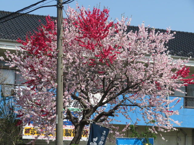 桜 花桃 源平桃 枝垂れ桜 花海棠 椿 源じいちゃんの家庭菜園 園芸 散歩の日記 桜 花桃 源平桃 枝垂れ桜 花海棠 椿 源じいちゃんの家庭菜園 園芸 散歩の日記