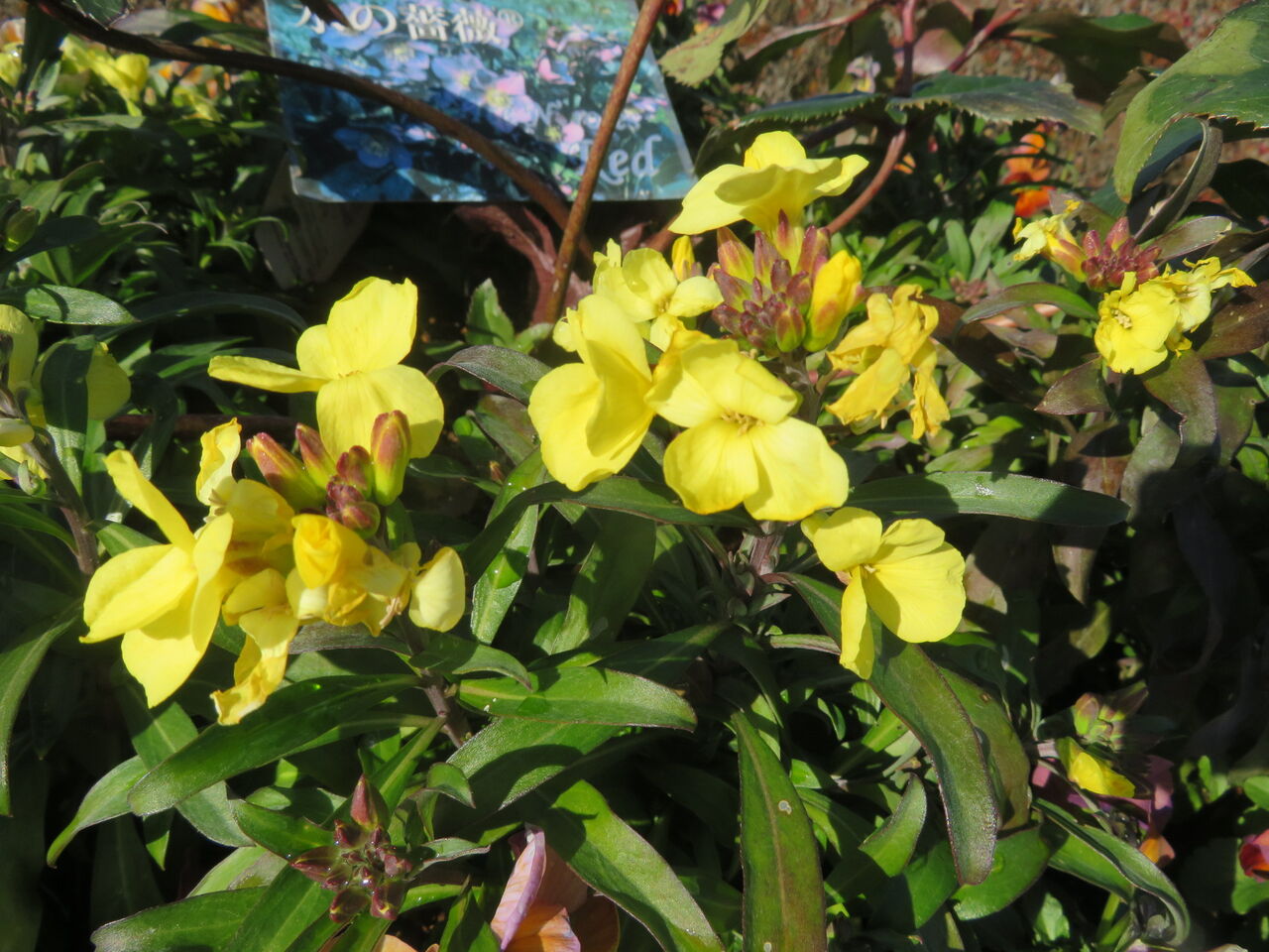 チェイランサス 金盞花 四川常盤柿 ストック チューリップ チンゲンサイ 源じいちゃんの家庭菜園 園芸 散歩の日記