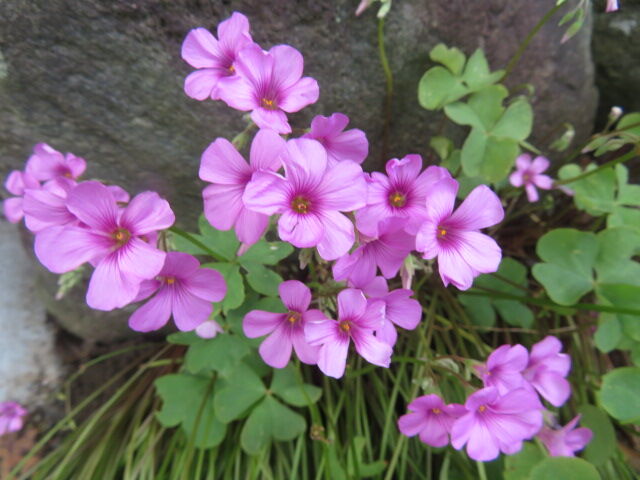 芋片喰 白花桜蓼 アルストロメリア アメリカフヨウ 千日紅 ジニア 花菖蒲 ルドベキア ゴーヤ キュウリ オクラ トウモロコシ 源じいちゃんの家庭菜園 園芸 散歩の日記