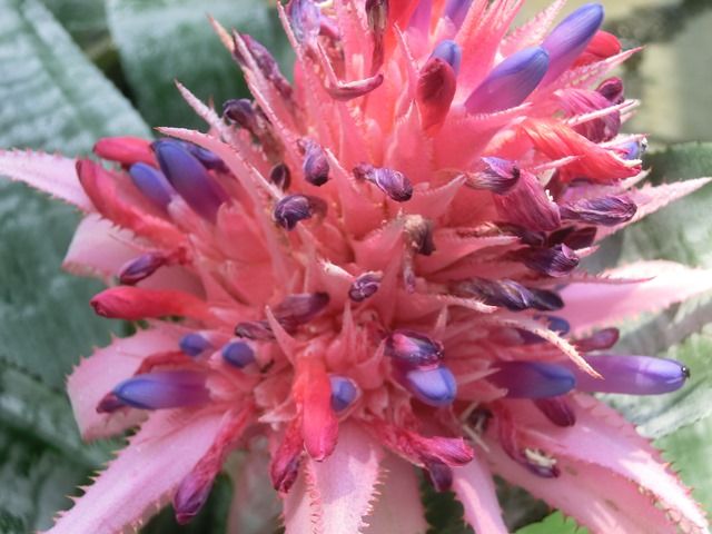 アナナスの仲間 源じいちゃんの家庭菜園 園芸 散歩の日記