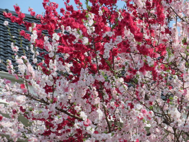 桜 花桃 源平桃 枝垂れ桜 花海棠 椿 源じいちゃんの家庭菜園 園芸 散歩の日記 桜 花桃 源平桃 枝垂れ桜 花海棠 椿 源じいちゃんの家庭菜園 園芸 散歩の日記