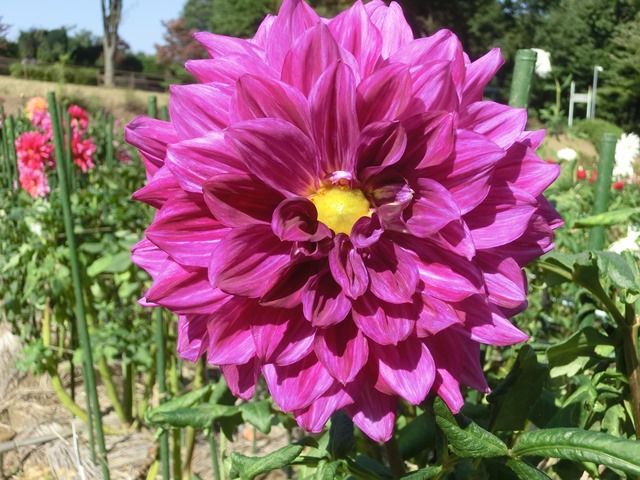 源じいちゃんの家庭菜園 園芸 散歩の日記 京成バラ園の秋バラ 6 と町田ダリア園のダリア 12 源じいちゃんの家庭菜園 園芸 散歩の日記 京成バラ園の秋バラ 6 と町田ダリア園のダリア 12