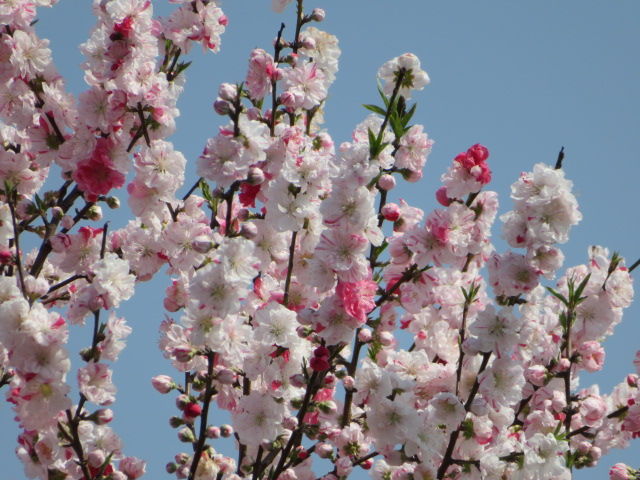 桜 花桃 源平桃 枝垂れ桜 花海棠 椿 源じいちゃんの家庭菜園 園芸 散歩の日記