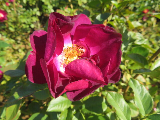 サフラン 菊 枇杷 ダリア 皇帝ダリア 京成バラ園の薔薇 源じいちゃんの家庭菜園 園芸 散歩の日記