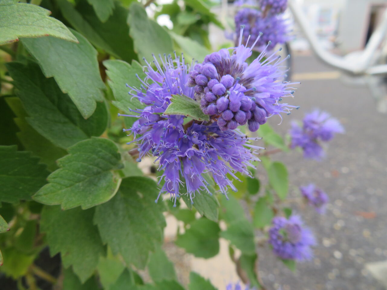 ドリチョス ラブラブ ルビームーン 段菊 山茱萸 ダリア 薔薇 源じいちゃんの家庭菜園 園芸 散歩の日記