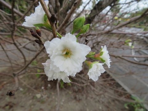 ¥¸¥å¥¦¥¬¥Ä¥¶¥¯¥é5253