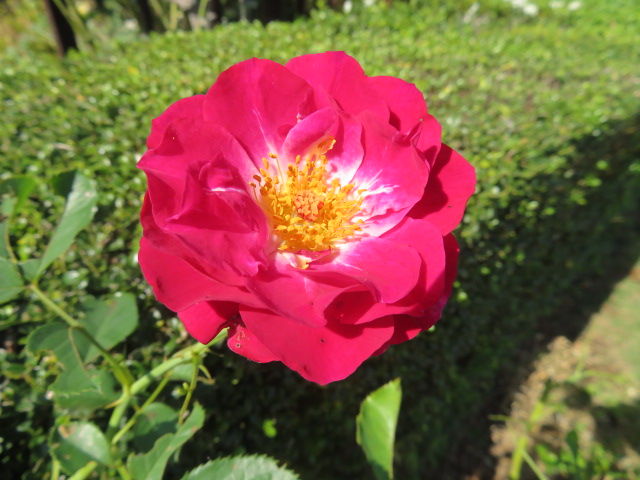 ベゴニア 薔薇 ダリア 実葛 秋明菊 源じいちゃんの家庭菜園 園芸 散歩の日記