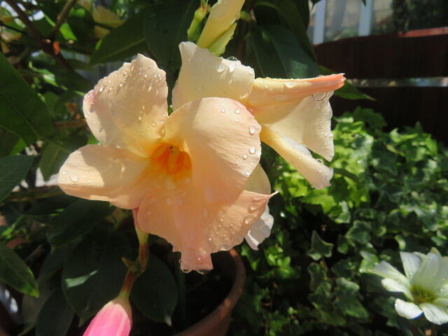 サンパラソル マンデビラ ハイビスカス シマサンゴアナナス 他 源じいちゃんの家庭菜園 園芸 散歩の日記 サンパラソル マンデビラ ハイビスカス シマサンゴアナナス 他 源じいちゃんの家庭菜園 園芸 散歩の日記