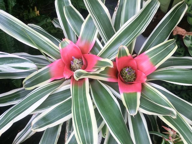 アナナスの仲間 源じいちゃんの家庭菜園 園芸 散歩の日記