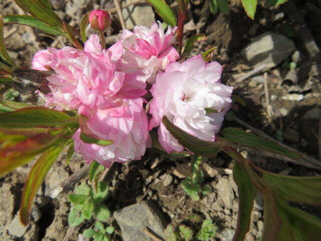 庭桜 牡丹 白詰草 赤花夕化粧 チューリップ 花蘇芳 ライラック 源じいちゃんの家庭菜園 園芸 散歩の日記