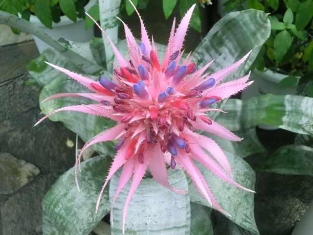 アナナスの仲間 源じいちゃんの家庭菜園 園芸 散歩の日記