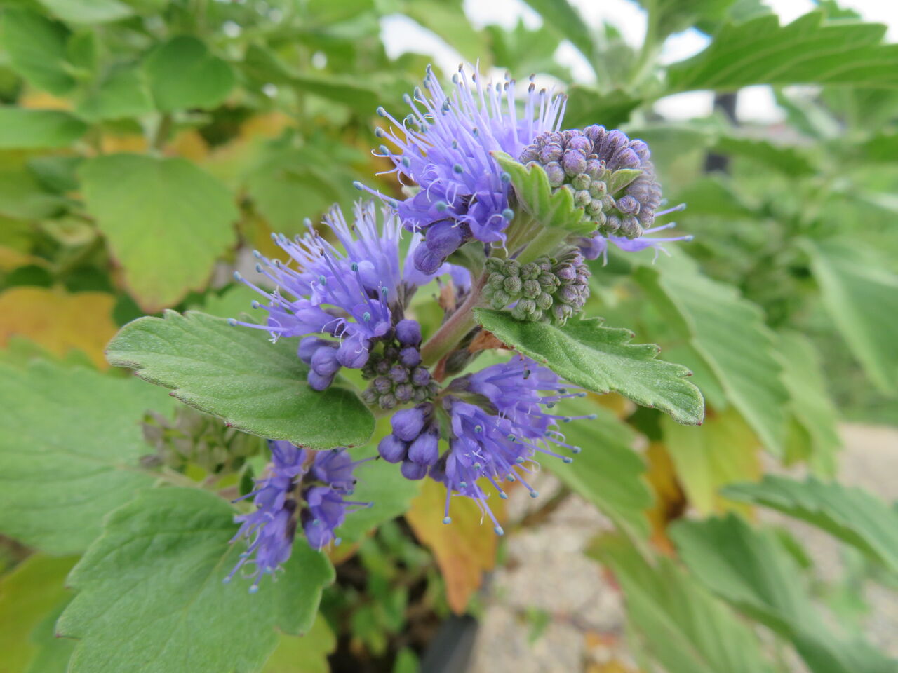 ドリチョス ラブラブ ルビームーン 段菊 山茱萸 ダリア 薔薇 源じいちゃんの家庭菜園 園芸 散歩の日記