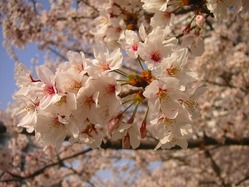 さくら