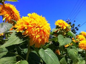 IMG_8321_1